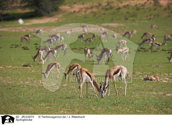 Springb�cke / springboks / JR-03970