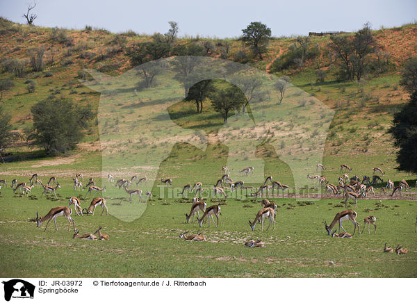Springb�cke / springboks / JR-03972
