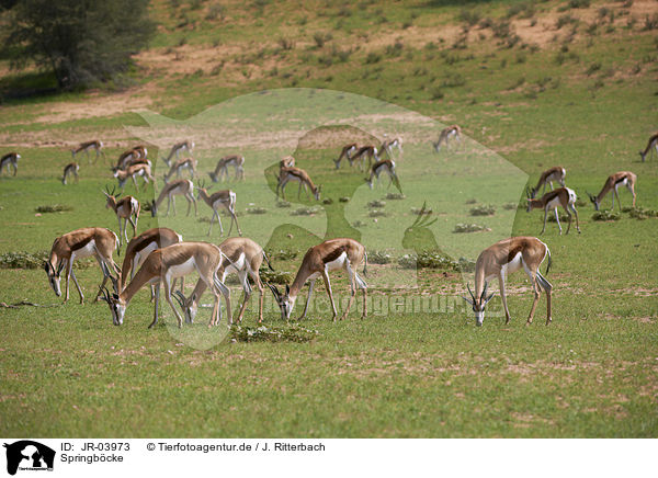 Springb�cke / springboks / JR-03973