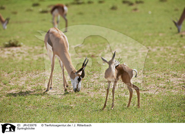 Springb�cke / springboks / JR-03976
