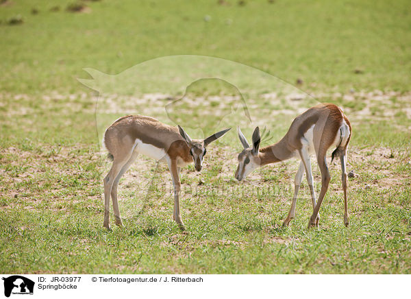 Springb�cke / springboks / JR-03977