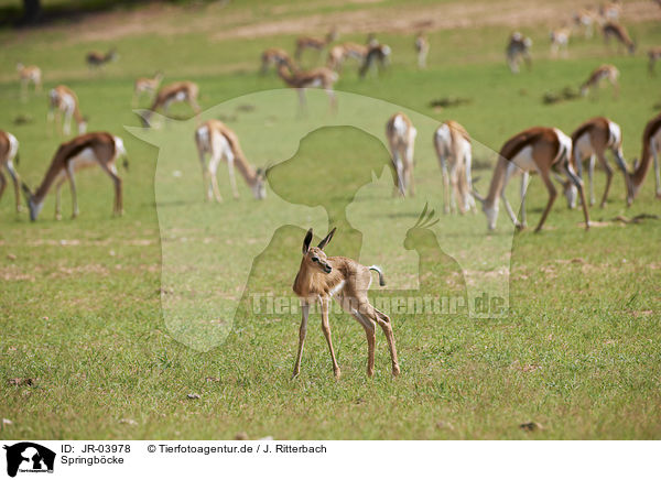 Springb�cke / springboks / JR-03978