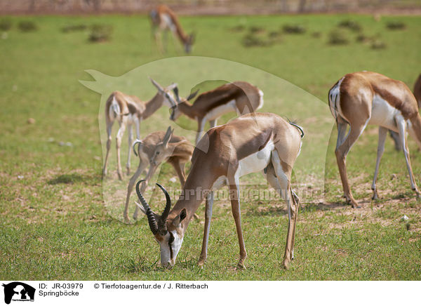 Springb�cke / springboks / JR-03979