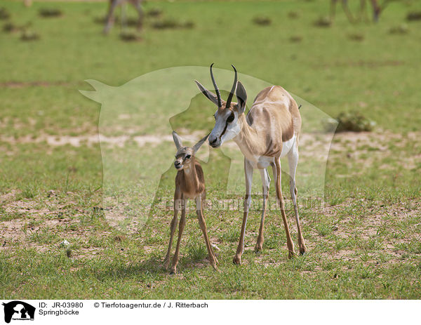 Springb�cke / springboks / JR-03980