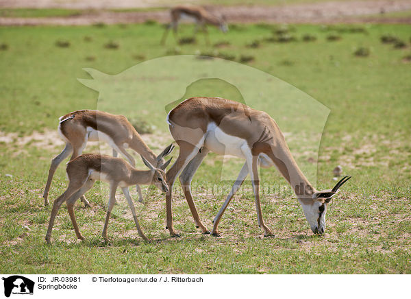 Springb�cke / springboks / JR-03981