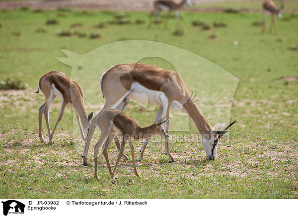 Springb�cke / springboks / JR-03982