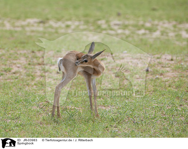 Springbock / springbok / JR-03983