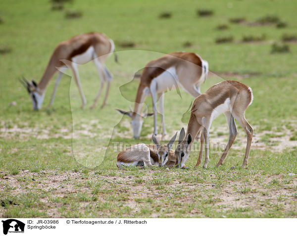 Springb�cke / springboks / JR-03986