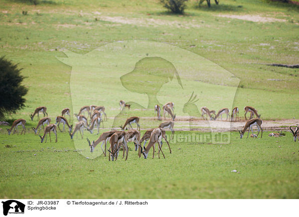 Springb�cke / springboks / JR-03987