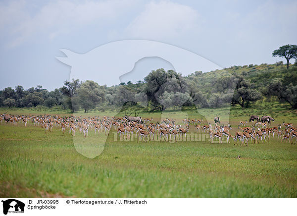 Springb�cke / springboks / JR-03995