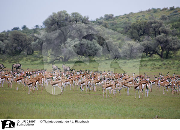 Springb�cke / springboks / JR-03997