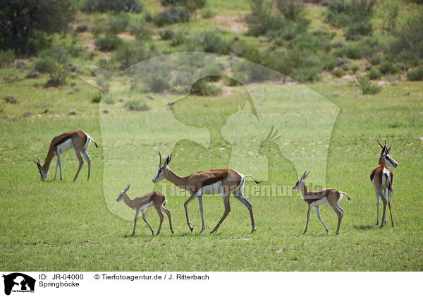 Springb�cke / springboks / JR-04000