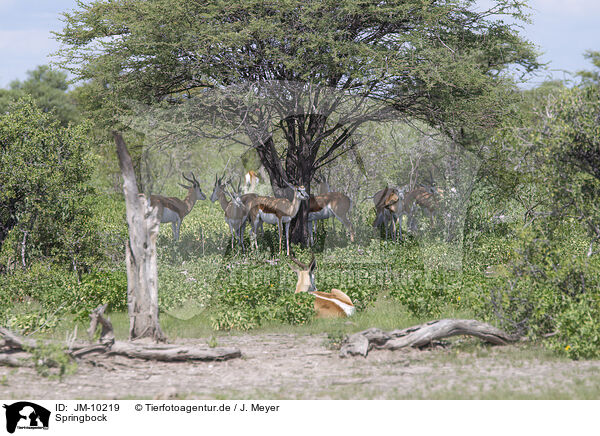 Springbock / springbok / JM-10219