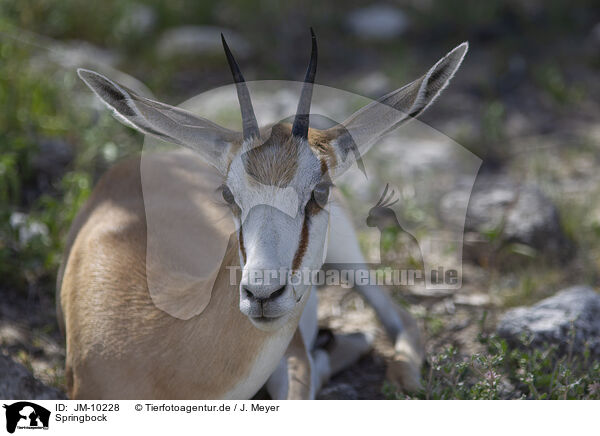 Springbock / springbok / JM-10228
