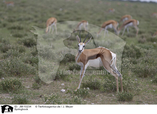 Springbock / springbok / JM-10234