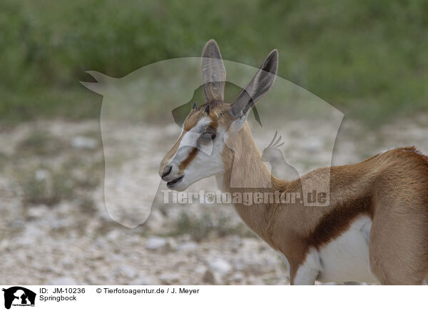 Springbock / springbok / JM-10236