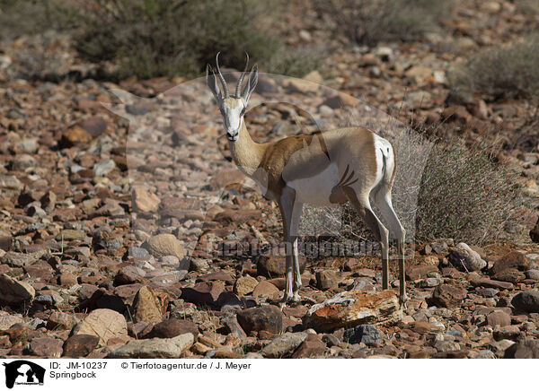 Springbock / springbok / JM-10237