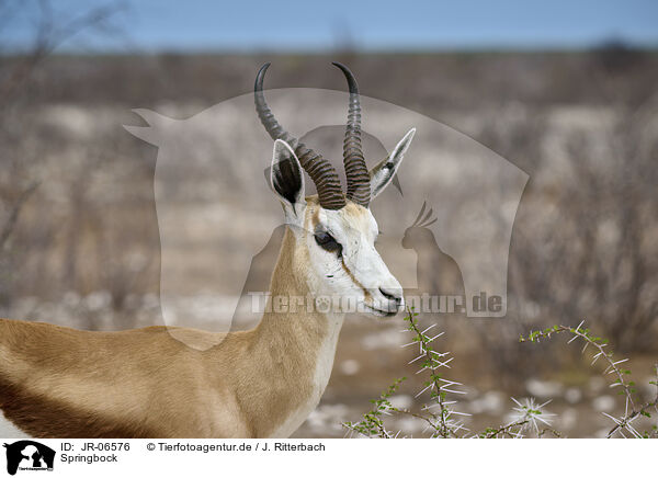 Springbock / springbok / JR-06576