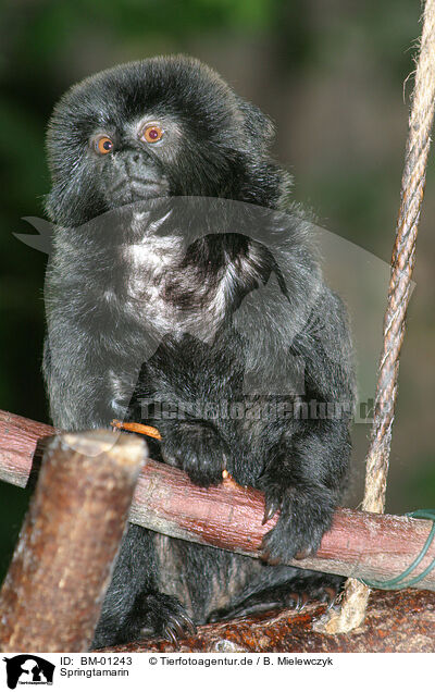 Springtamarin / tamarin / BM-01243