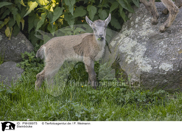 Steinb�cke / Ibexes / PW-08975