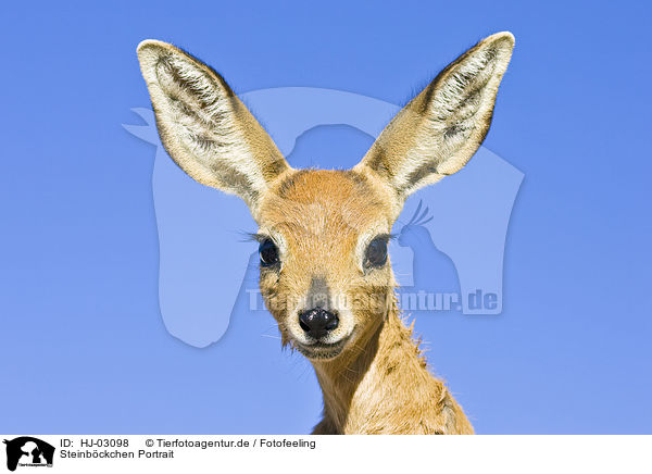 Steinb�ckchen Portrait / steenbok portrait / HJ-03098