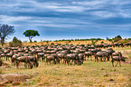Serengeti-Wei�bartgnus