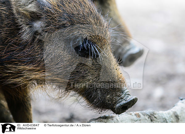 Wildschweine / wild boars / AVD-03647