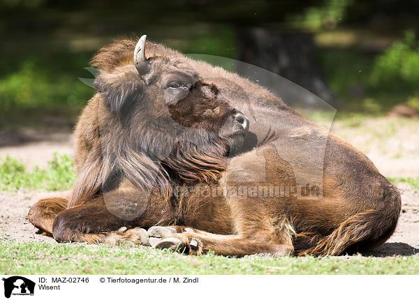 Wisent / european bison / MAZ-02746
