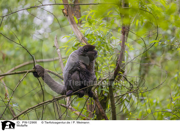 Wollaffe / woolly monkey / PW-12966
