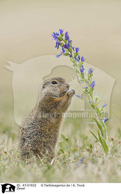 Ziesel / gopher / AT-01632